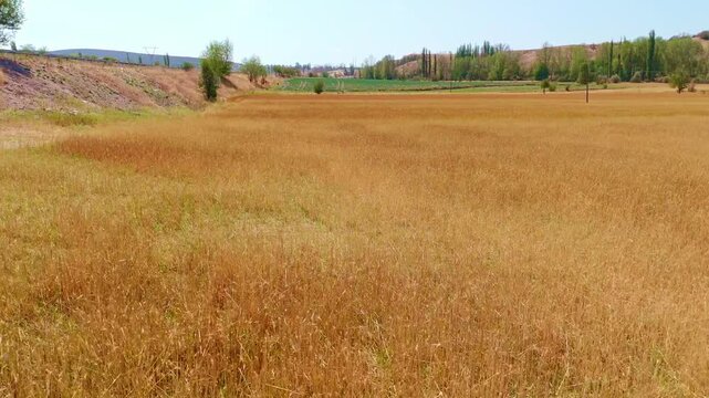 a field with a dirt.