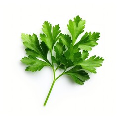 Fresh green parsley herb leaf