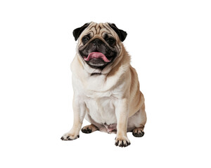 Obraz premium A playful pug sitting on a transparent background with a cheerful expression