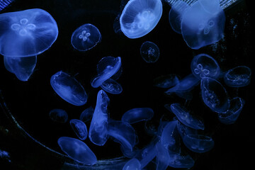 Aurelia aurita. Moon jellyfish blue flock background. © nskyr2