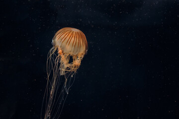 Chrysaora jellyfish or chrysaora quinquecirrha swims underwater.