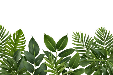 Tropical Leaves and Floral Border Isolated on Transparent Background