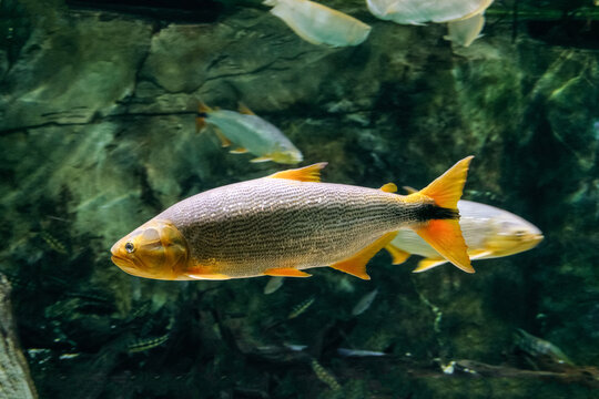 Golden dorado fish underwater. Side view.