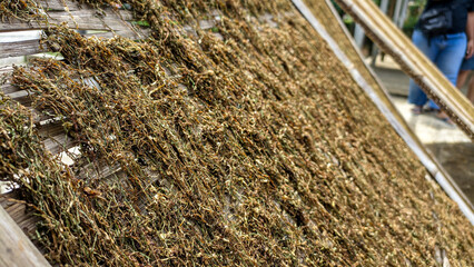 Shredded tobacco leaves that are dried in the sun to make cigarettes
