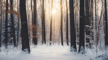 Fototapeta premium A serene winter forest with sunlight filtering through snow-covered trees.