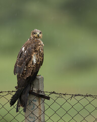 black kite has adjusted to living close to human habitation, by scavenging on dump yards and opportunistic hunting of small mammals and small birds, reptiles etc.
