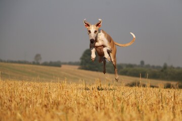 funny brown and white galgo is jumping and flying over the stubble field early in the morning