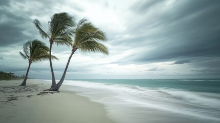 Fototapeta premium A serene beach scene with swaying palm trees under a cloudy sky.