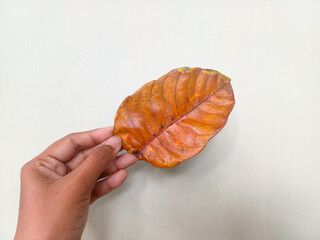 A hand holding a single orange fall jackfruit leaf (Artocarpus heterophyllus) against a cream-colored wall, highlighting the natural beauty and texture of the leaf in a simple setting
