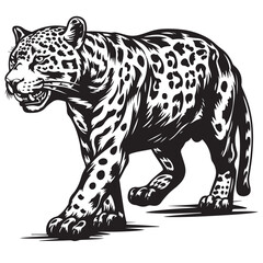 Jaguar vector illustration. Black and white of Jaguar image vector