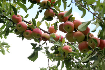 ripe apples on tree branch