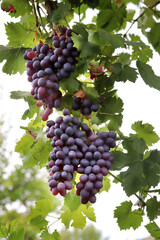 Red grape branch in the vineyard