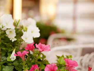 Beautiful street flowers near the cafe. Soft focus.     