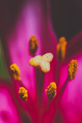 close up of a flower