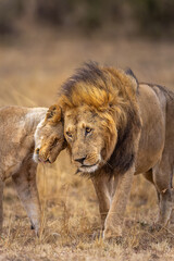 A lioness expresses her readiness for the Lion on the savanna of Masai Mara as the sunsets for the day