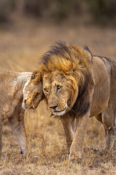 A lioness expresses her readiness for the Lion on the savanna of Masai Mara as the sunsets for the day