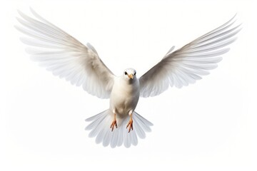 Fototapeta premium Bird animal flying white.