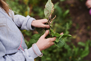 A little girl harvesting in her garden