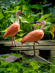 couple d'ibis