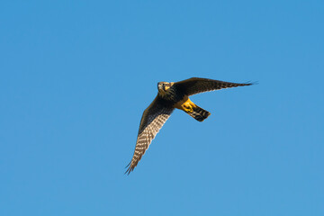 Aplomado Falcon, Falco femoralis, La Pampa, Patagonia,  Argentina