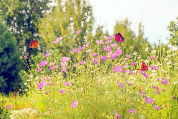 Butterflies on purple cosmos flowers blooming in summer garden by sunny day