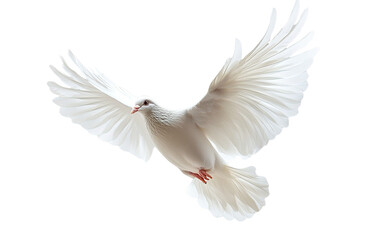 Obraz premium A flying white dove of peace on white background,png
