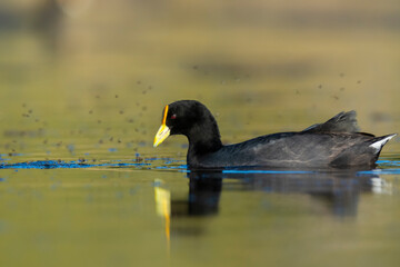 White winged coot, diving to look for food, La Pampa province, Patagonia,  Argentina.