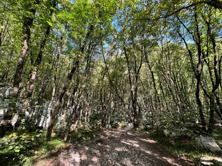 Fototapeta premium Mixed deciduous forest on the alpine slopes of the Boka stream canyon (Bovec, Slovenia) - Laubmischwald an den alpinen Hängen der Boka Bach - Mešani listopadni gozd na alpskih pobočjih potoka Boka