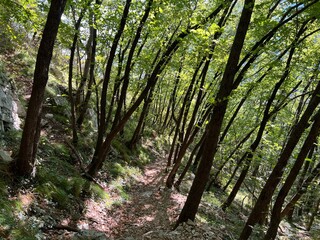 Fototapeta premium Mixed deciduous forest on the alpine slopes of the Boka stream canyon (Bovec, Slovenia) - Laubmischwald an den alpinen Hängen der Boka Bach - Mešani listopadni gozd na alpskih pobočjih potoka Boka