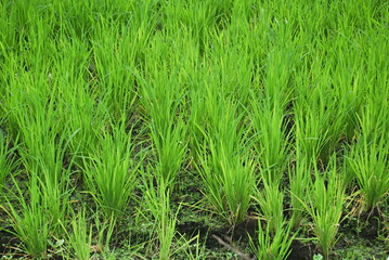 Close shot of rice, Paddy field, Simhagad area, Pune, Maharashtra, India
