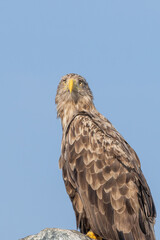 seeadler