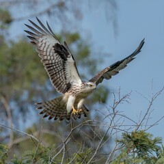 Bird of Prey Soaring High Above