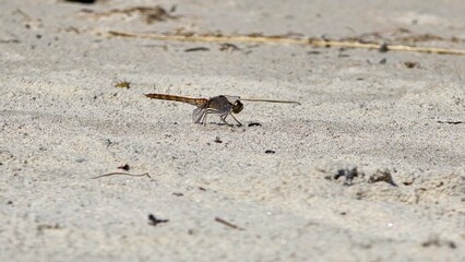 A dragonfly rests on the sand at the beach