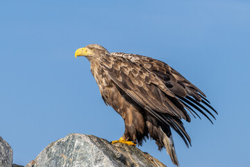 seeadler