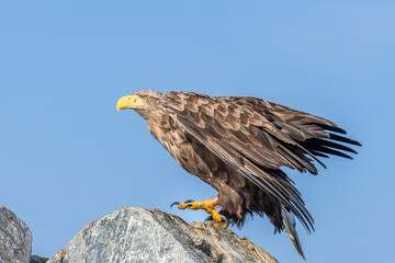 seeadler