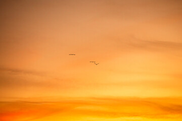 Silhouettes of birds in orange sky at sunset