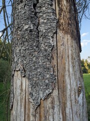 Fototapeta premium A forest devastated by bark beetle infestation, showing weakened trees, fallen bark, and the environmental impact of this ecological disaster