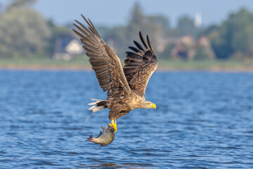 seeadler
