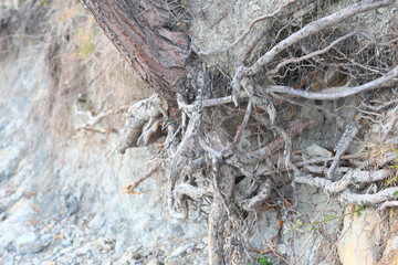 A detailed view of a tree growing out of the side of a rocky cliff, with the sea or lake in the background