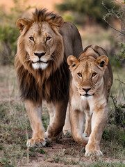 Obraz premium Lion and lioness strolling in an open field near a jungle guarding their territory