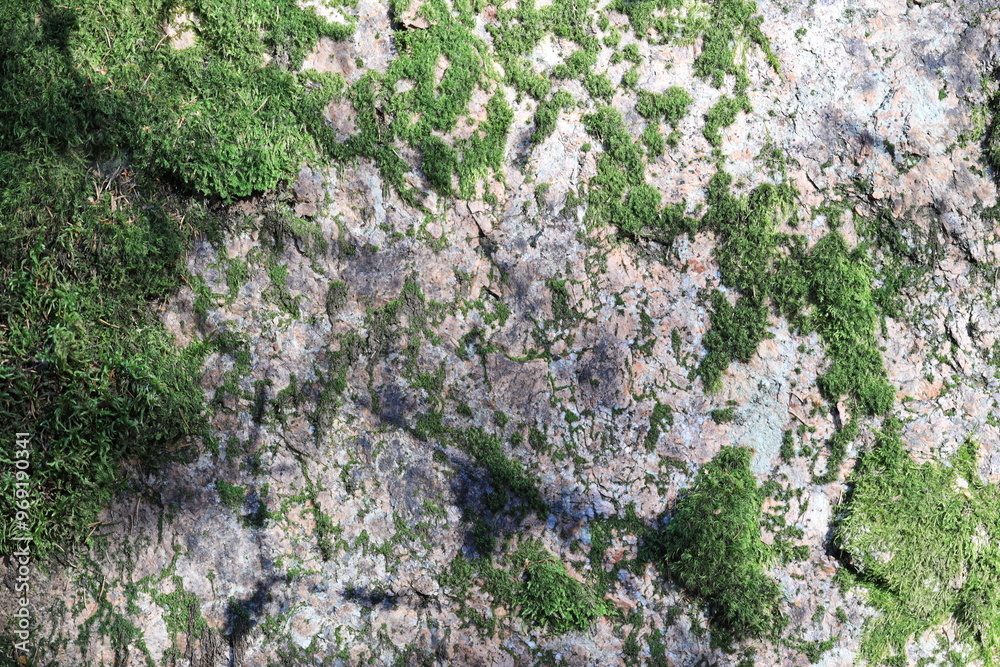 Leinwandbilder a close-up view of a rock covered in lush green moss, ideal for use as a texture or design element