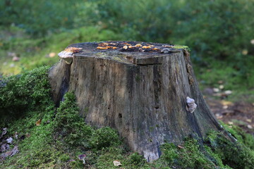 Fototapeta premium A bird perched on a tree stump, simple and serene