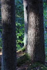 A bird sits calmly on the top of a tree branch, enjoying its surroundings