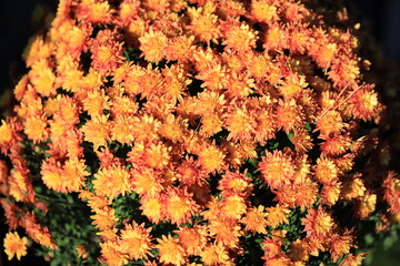 A detailed view of a group of vibrant orange flowers, ideal for decorating and design