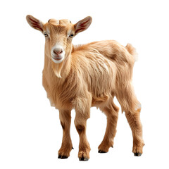 Fototapeta premium goat cut out transparent isolated on white background, PNG image