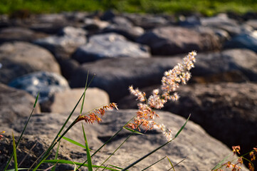 This plant called melinis repens is a weed species. It usually grows wild. The photo was taken with rocks in the background.