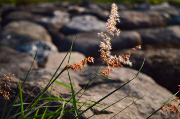 This plant called melinis repens is a weed species. It usually grows wild. The photo was taken with rocks in the background.