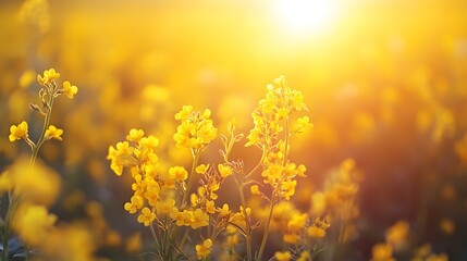 Vibrant rapeseed field, golden yellow flowers, panoramic view, blooming canola plants, bright sunlight, spring countryside, agricultural landscape, sea of yellow.