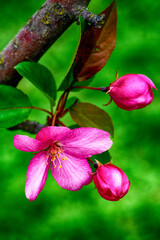 Background image apple tree flower pink