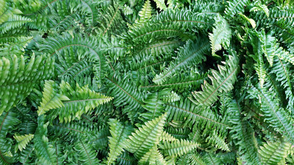 Nephrolepis, The Boston Fern for Air Purification